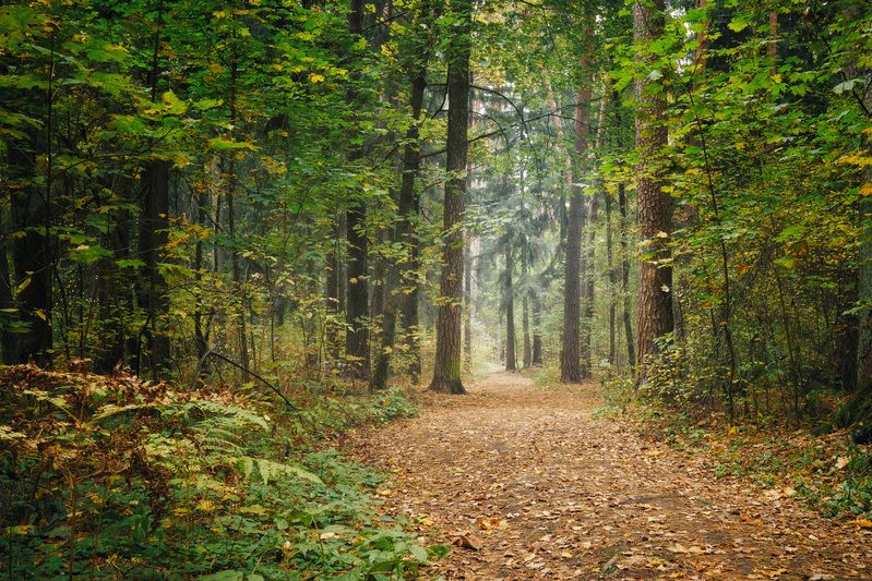 В осеннем лесу фото превью