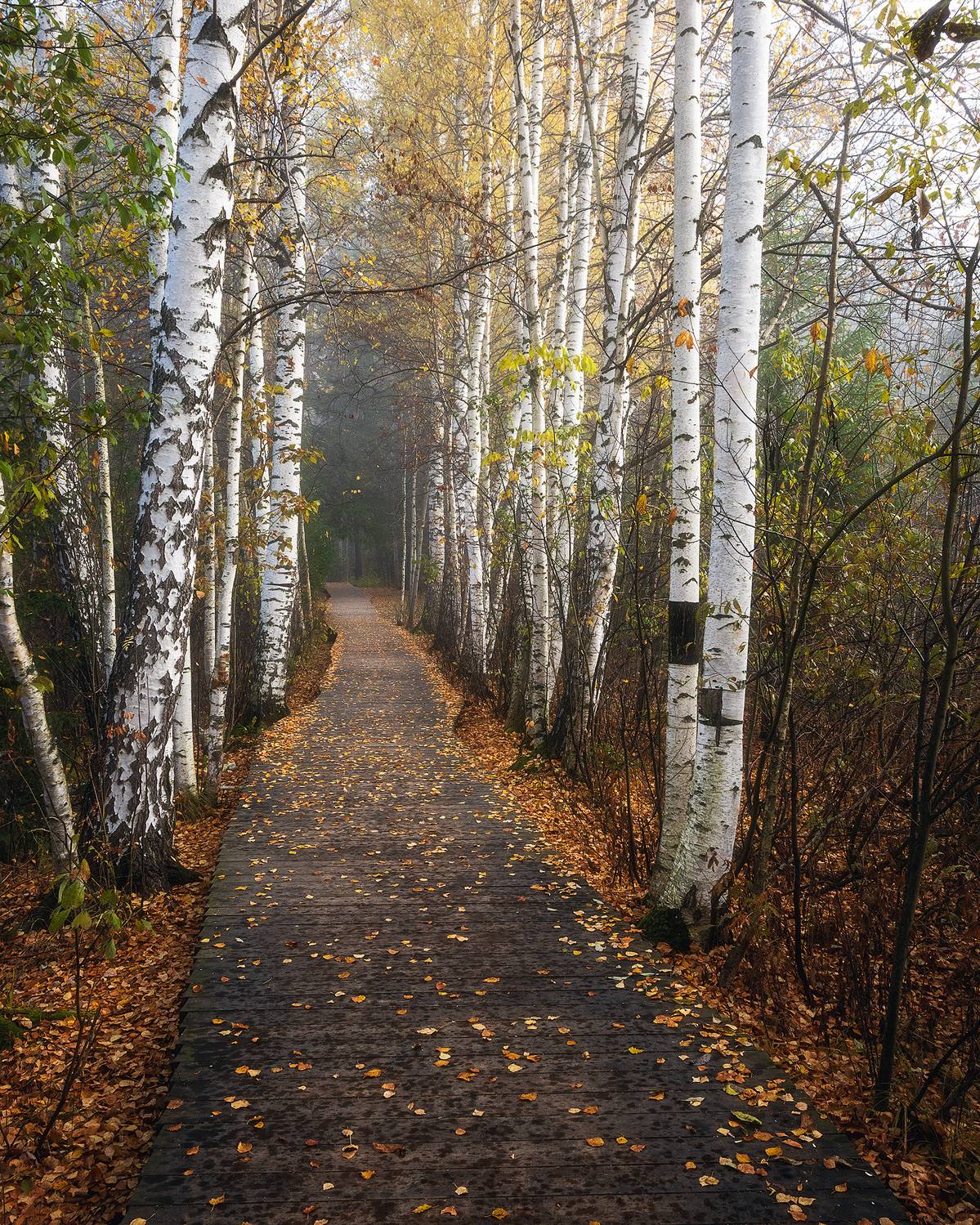 пермский край, пейзаж, рассвет, красота природы, поле, лес, березы, туман, утро, осень, Кузнецов Кирилл