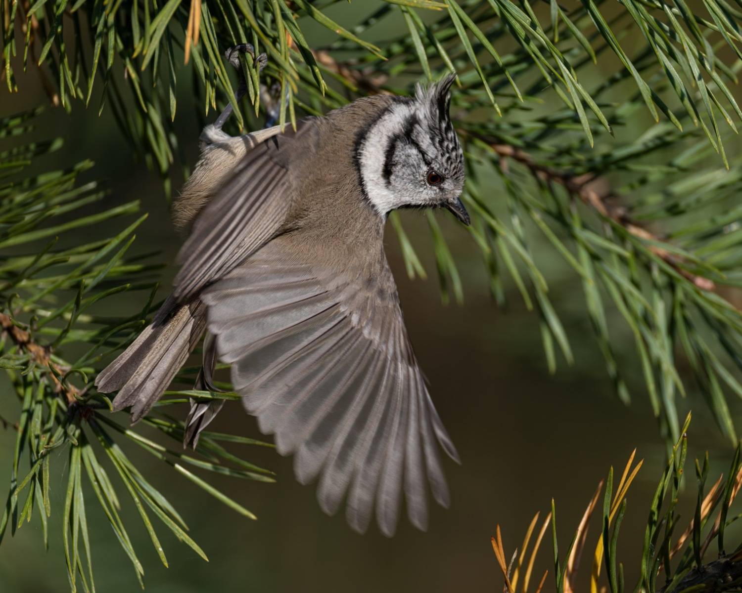 гренадерка, хохлатая синица, синица, птицы, Ruslan Pl