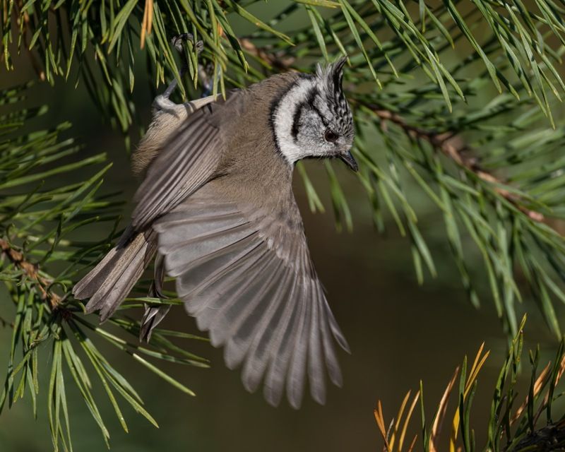 гренадерка, хохлатая синица, синица, птицы Гренадерка фото превью