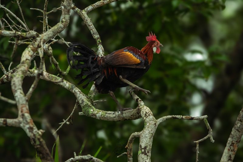 JUNGLE FOWL фото превью