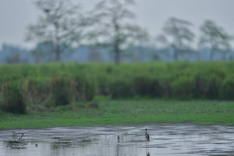 NATURE фото превью