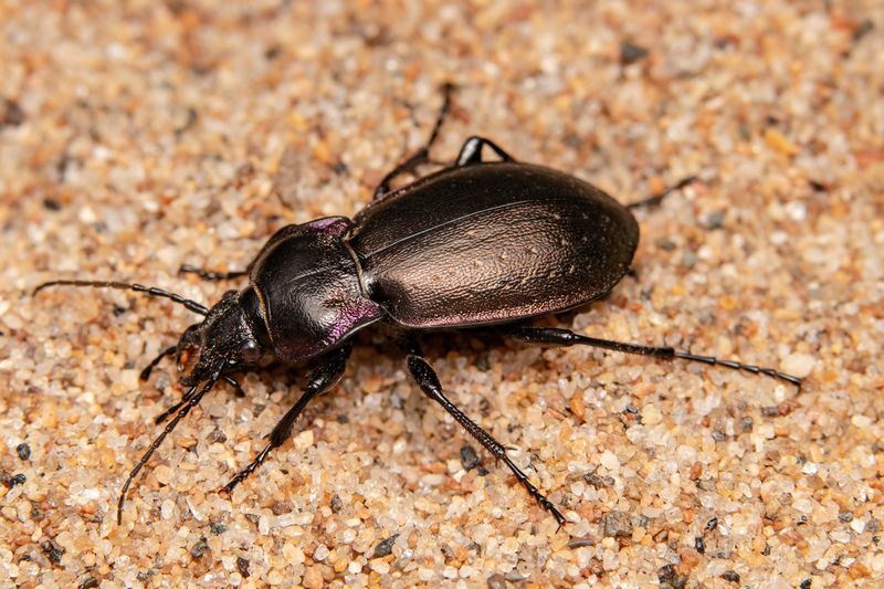 макрофото, макрофотографии, фотомакро, насекомые, макромир, макрофотограф, макроаддикт, макро_мир, naturelovers, naturelover, naturephotography, macrolove, macro_love, biodiversity, macrophotography, macro, macronature, entomology, arthropods, arthropod,  Carabus nemoralis фото превью