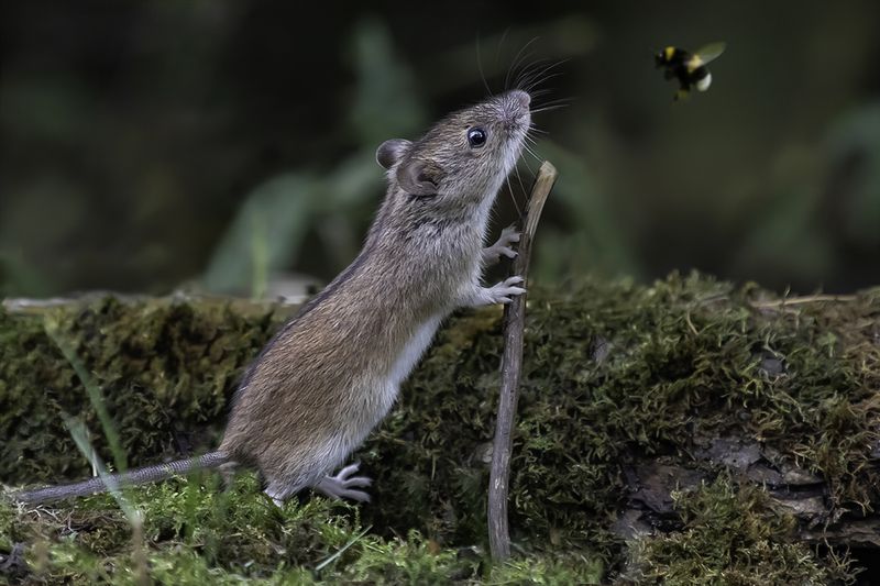 лес, мышь, пчела Любознательный мышонок фото превью