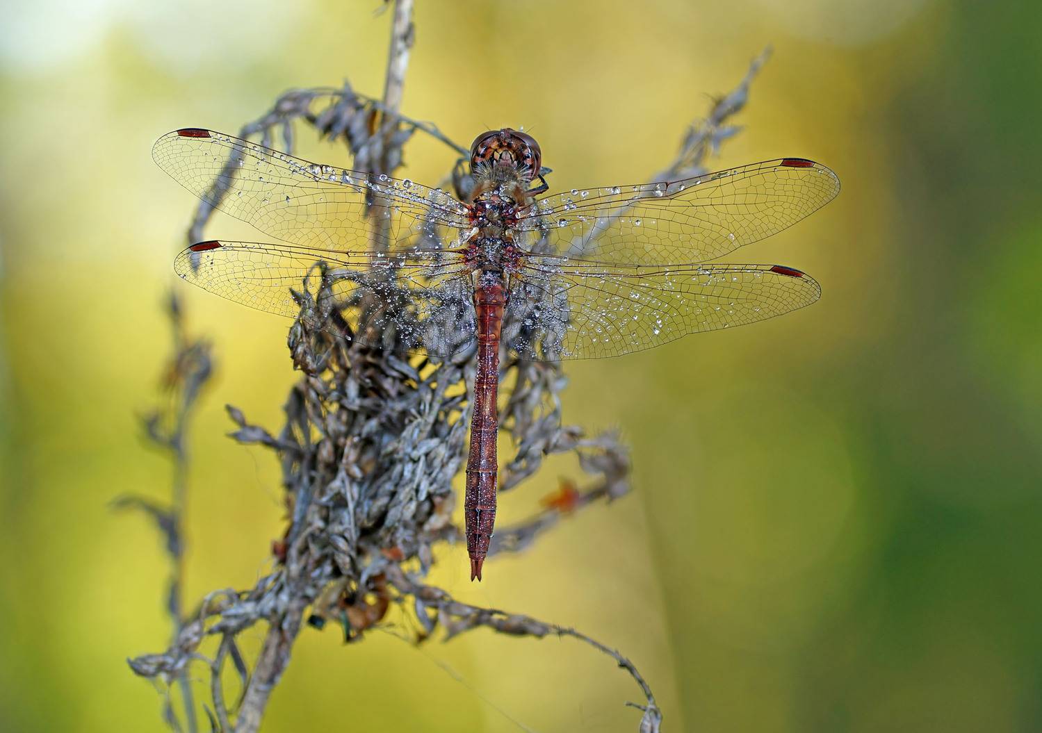 , Аленксей Чепленко