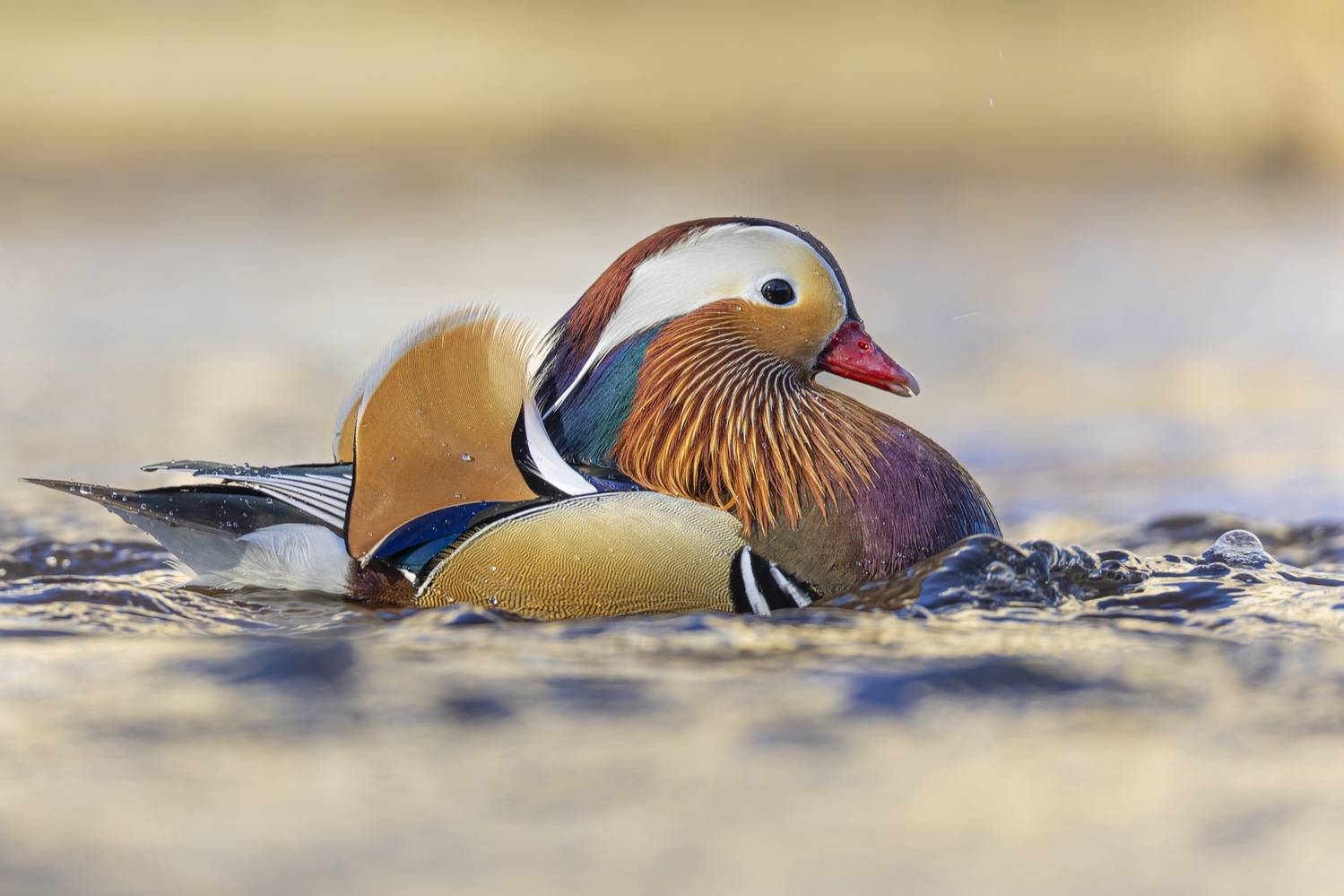 мандаринка, утка, птицы, красная книга, Ruslan Pl