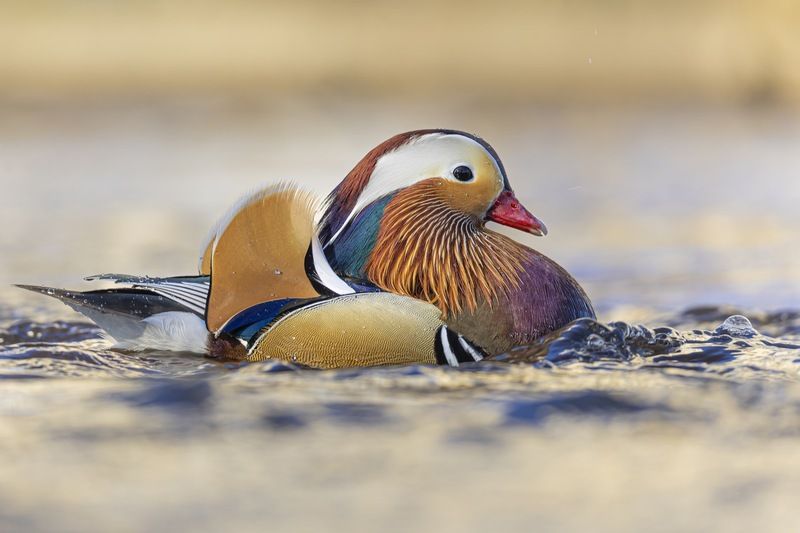 мандаринка, утка, птицы, красная книга На всех парусах фото превью