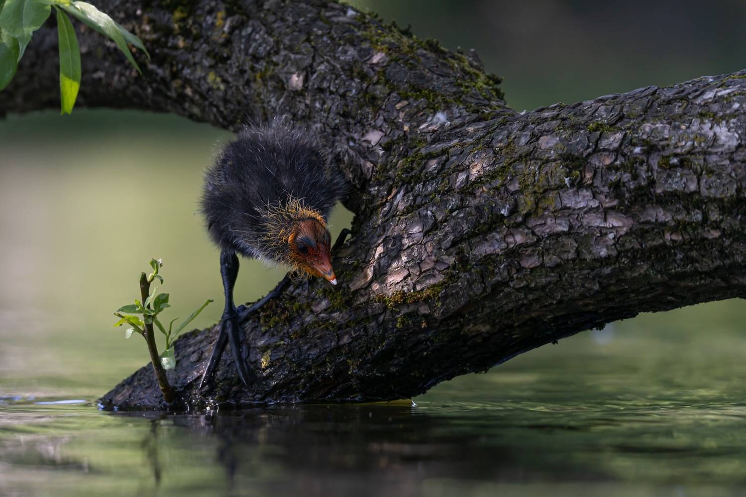 лысуха, лысенок, птенец, птицы, Ruslan Pl