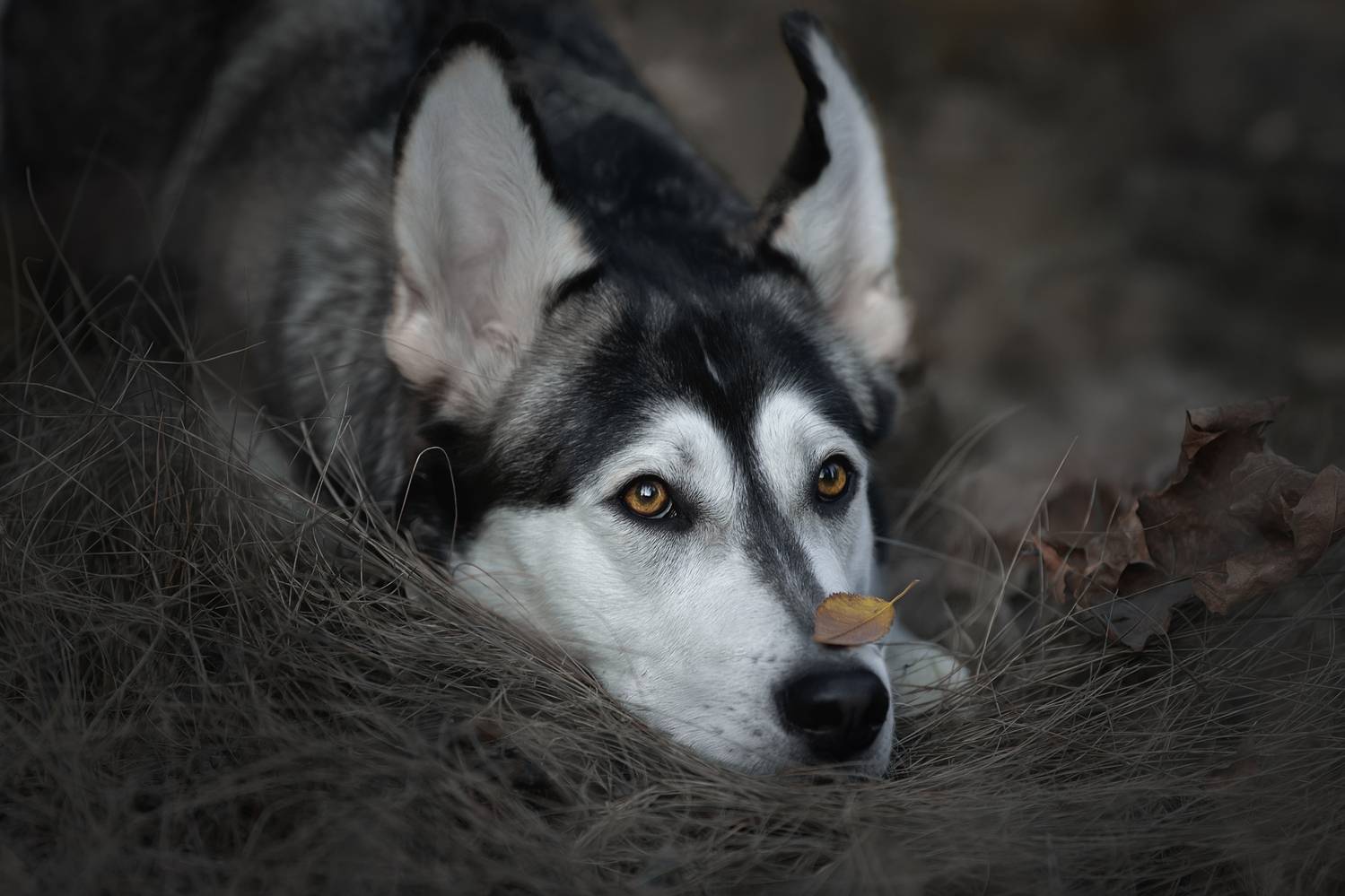 , Светлана Писарева