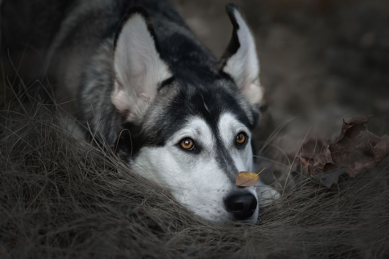 осень фото превью