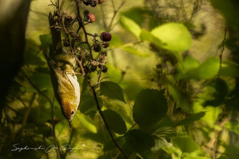 birds Nature | Wildlife Photography | Adventure фото превью