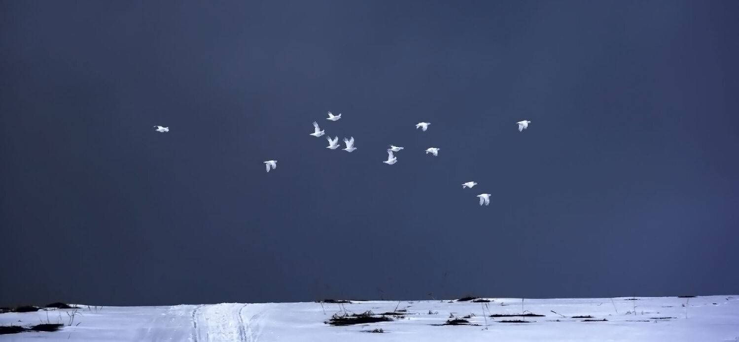 тундряные куропатки, стая, остров беринга, командоры, Уткин Дмитрий