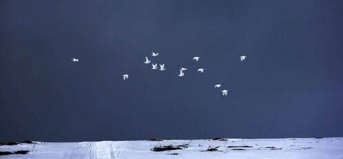 Полёт куропаток в пасмурный день