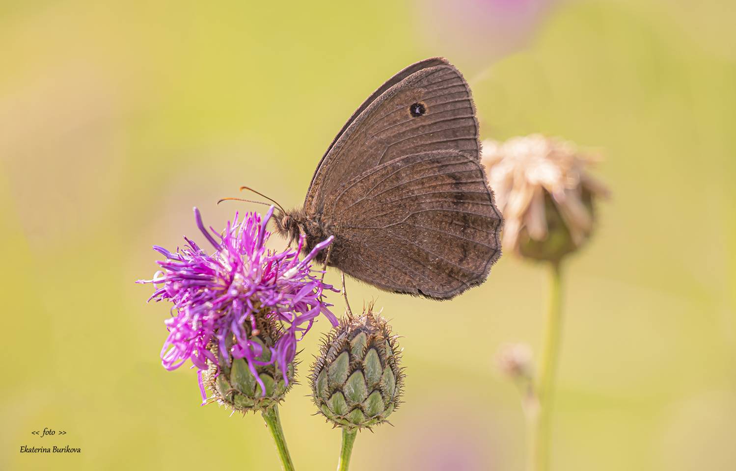 , Бурикова Екатерина