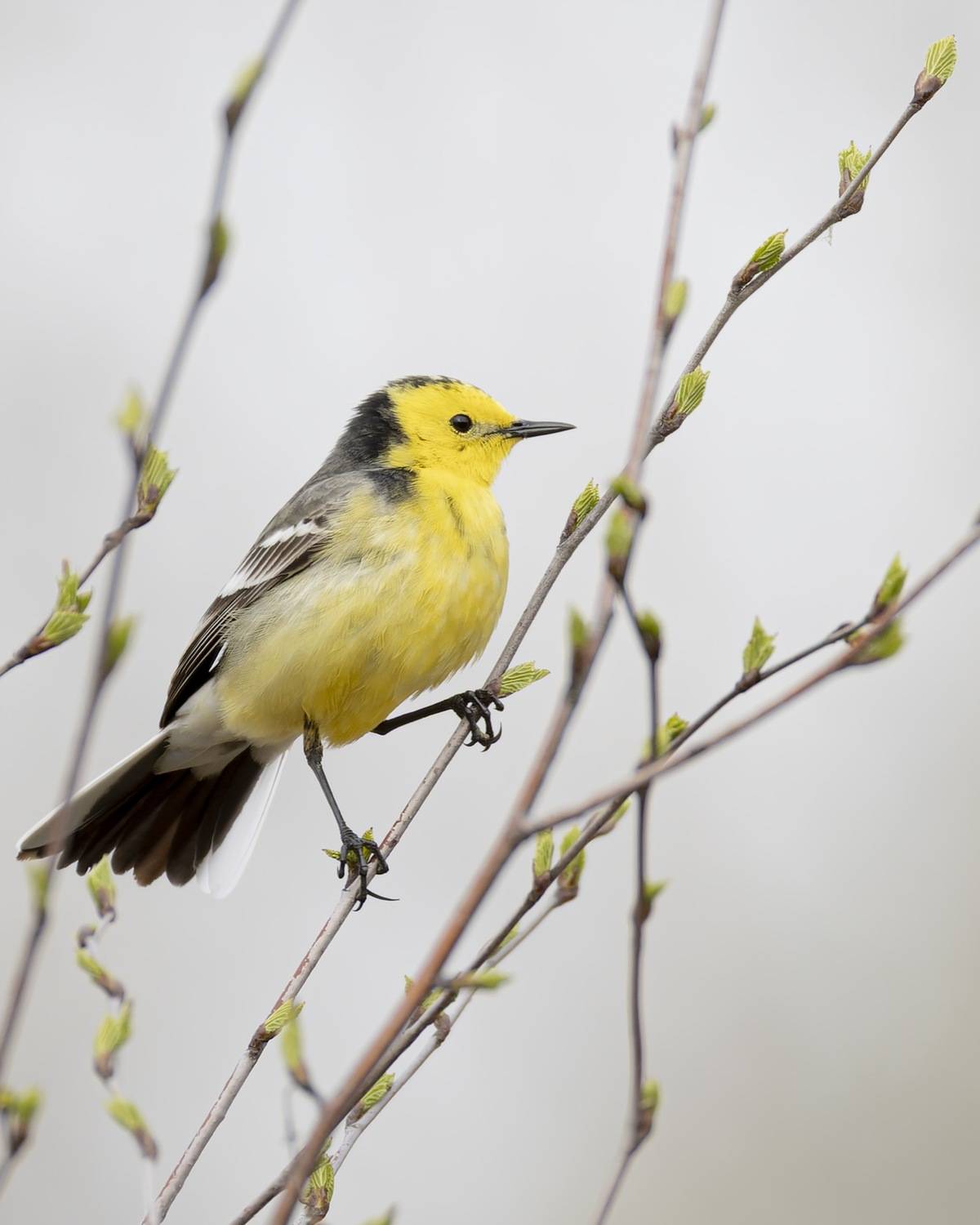 желтоголовая трясогузка, птицы, трясогузка, Ruslan Pl