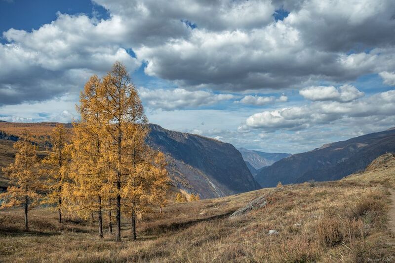 алтай, горный алтай, кату-ярык, природа, осень, золотая осень Лиственницы фото превью