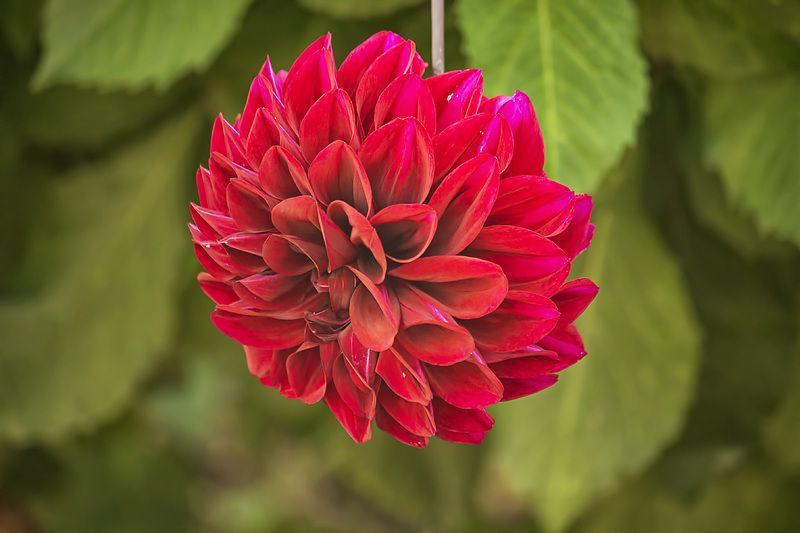 цветы, природа, осеннее цветение, садовые цветы, георгины А георгины все цветут фото превью