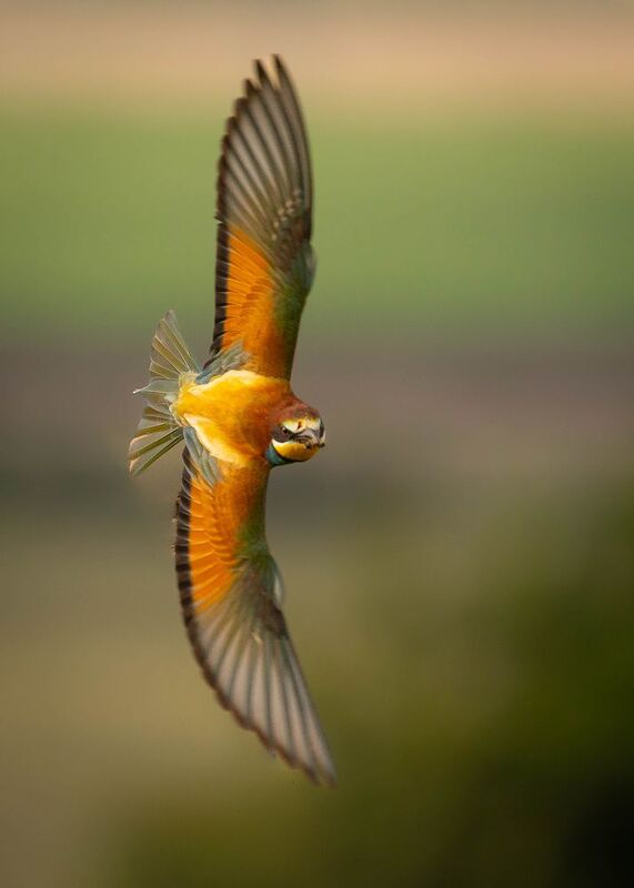 Bee-eater фото превью
