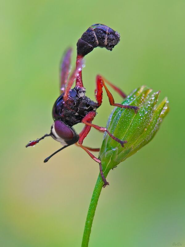 муха конопида #муха5 фото превью