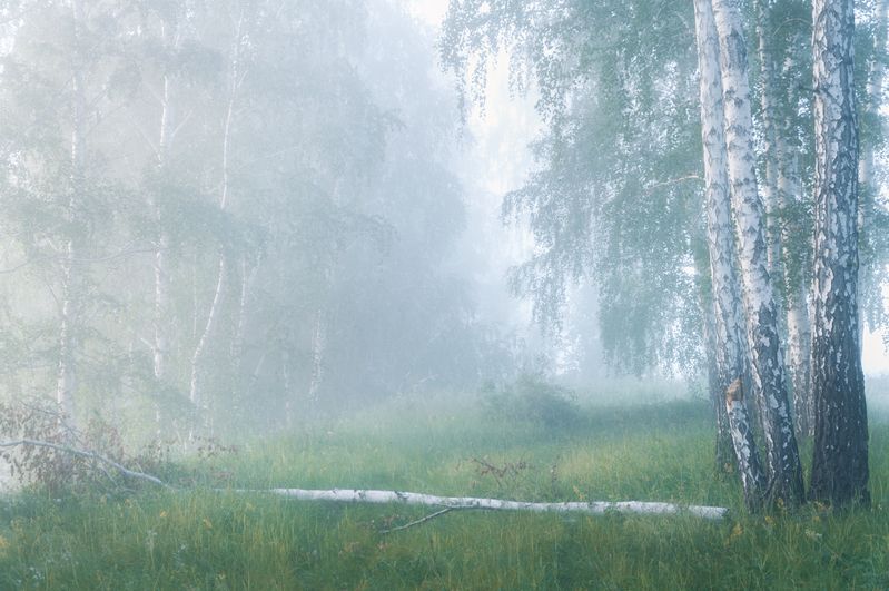 light, dawn, silence, mist, forest, birch, breath, stillness, serenity, ethereal, landscape, morning light, nature poetry, tranquility, пейзаж,свет,рассвет,тишина,туман,лес,берёзы,дыхание, покой, утро, природа, настроение, медитация Когда свет еще дышит фото превью