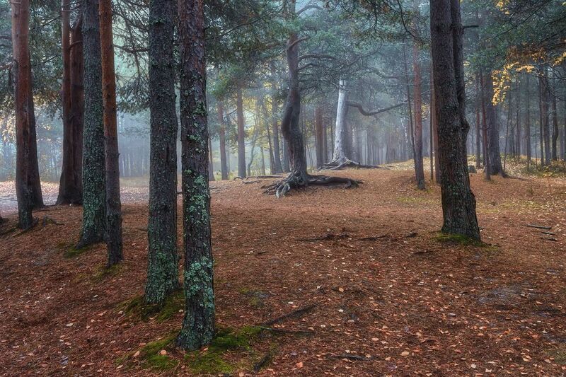 осень сентябрь утро туман лес поляна деревья листья Лесная поляна, утро фото превью
