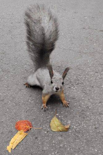 Белка и осенние листья