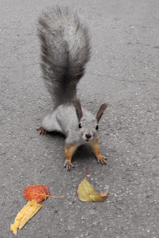 Белка Белка и осенние листья фото превью