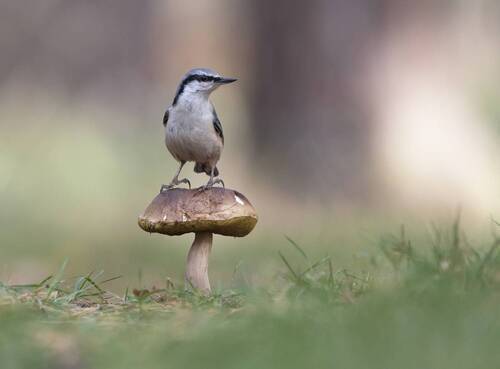 Картинка из леса