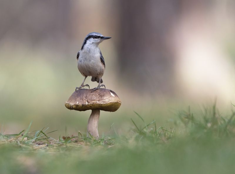 гриб,природа, лето,лес,поползень Картинка из леса фото превью