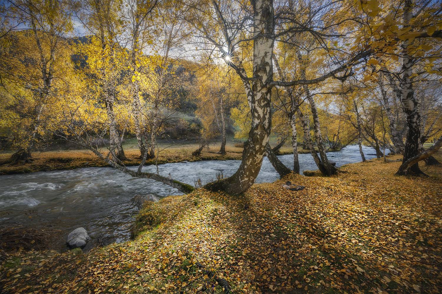 алтай, берёзы, река, осень, солнце, Сергей Буторин