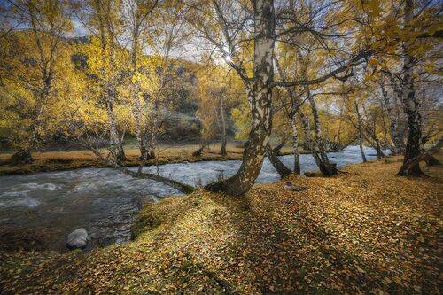 В царстве золотых берёз.