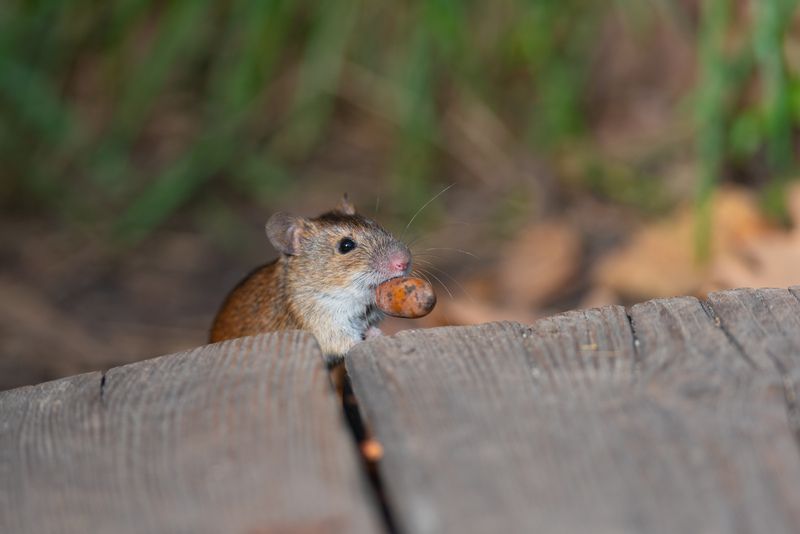 мышь, мышка, полевая мышь, новосибирск, академгородок, лес, природа, фотоохота, осень Запасливый фото превью