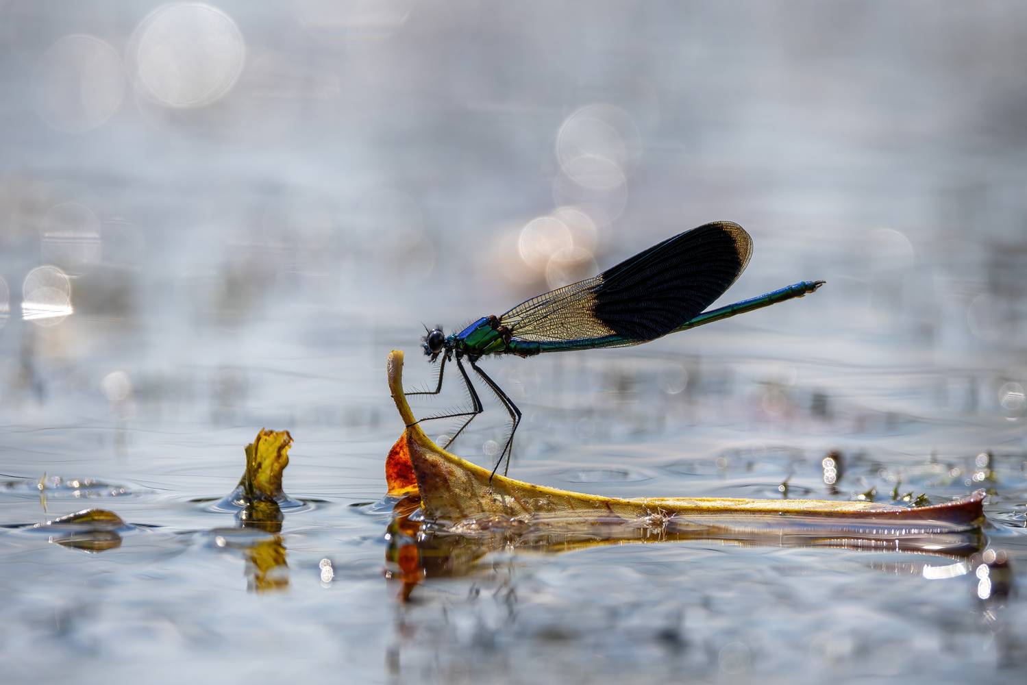 , Кузнецов Дмитрий