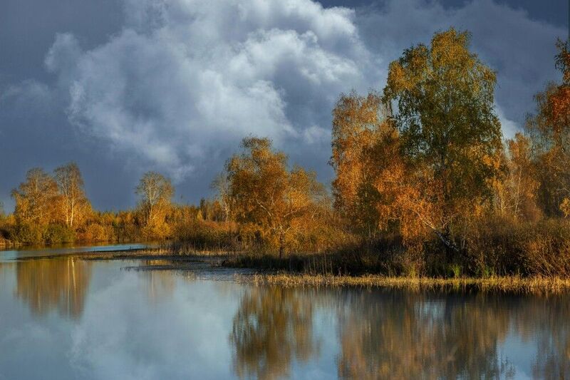 Остров берез. фото превью