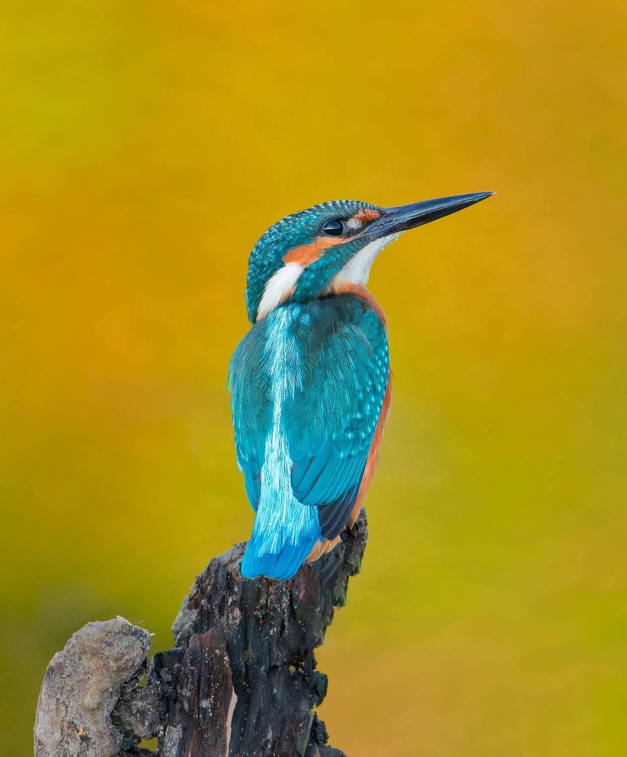 , Фото Александр