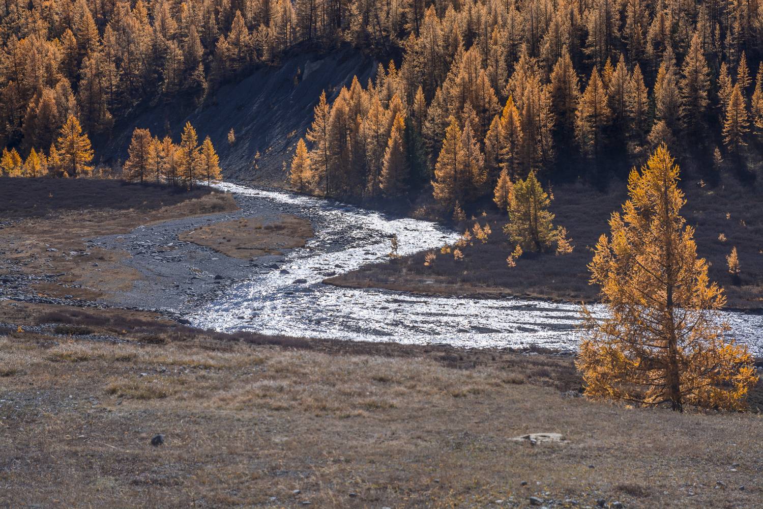 россия, горный алтай, изгиб реки, лиственницы, осень, Андрей Поляков