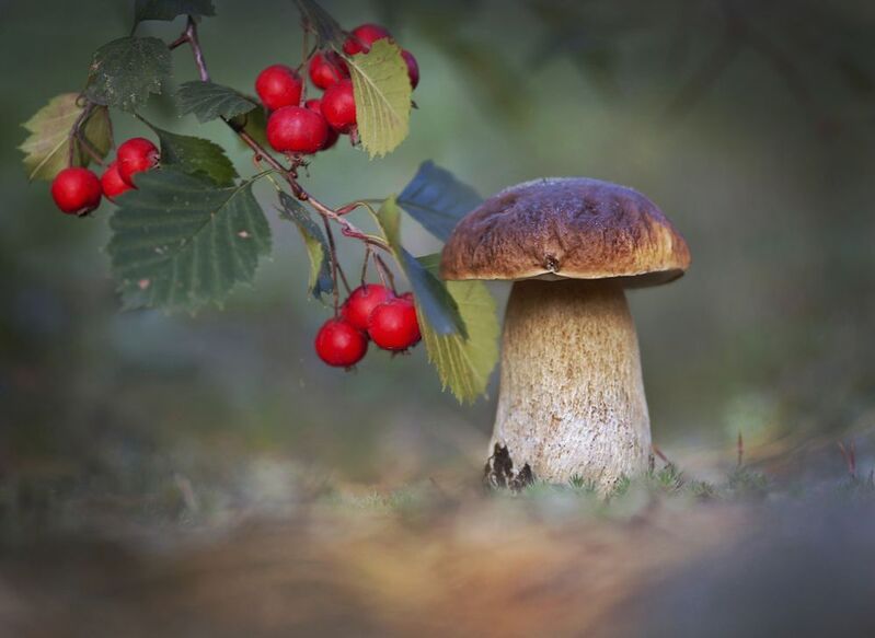 боровик, природа, беларусь Сезон тихой охоты фото превью