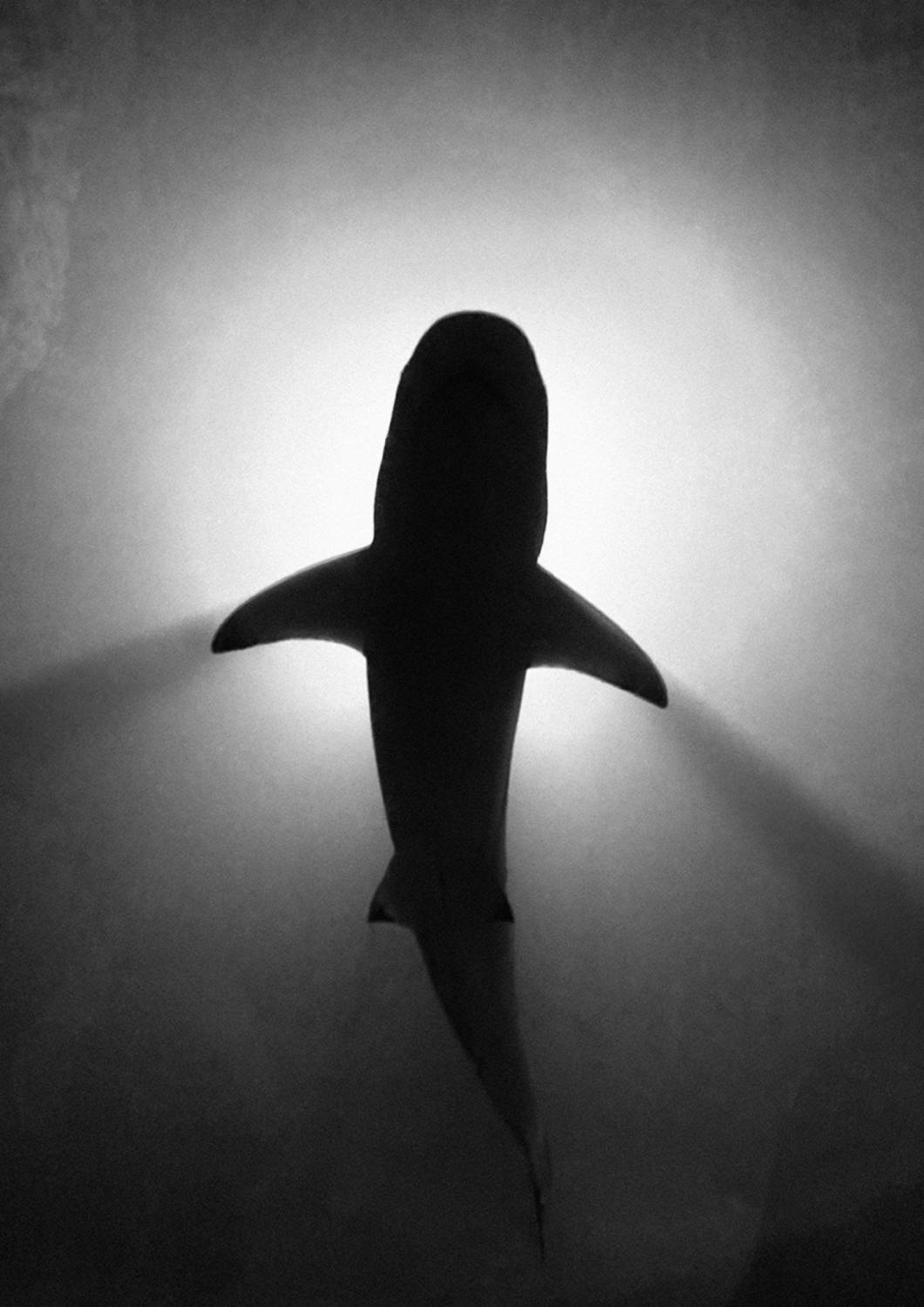 , Рыжков Роман