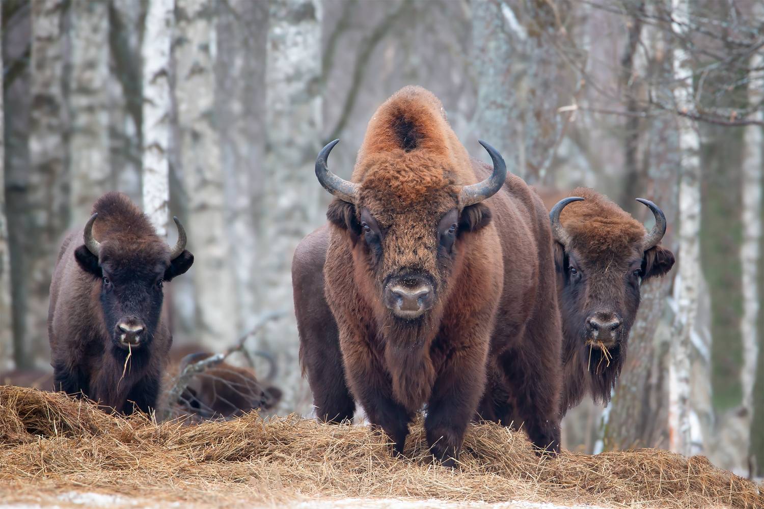 , Проценко Татьяна