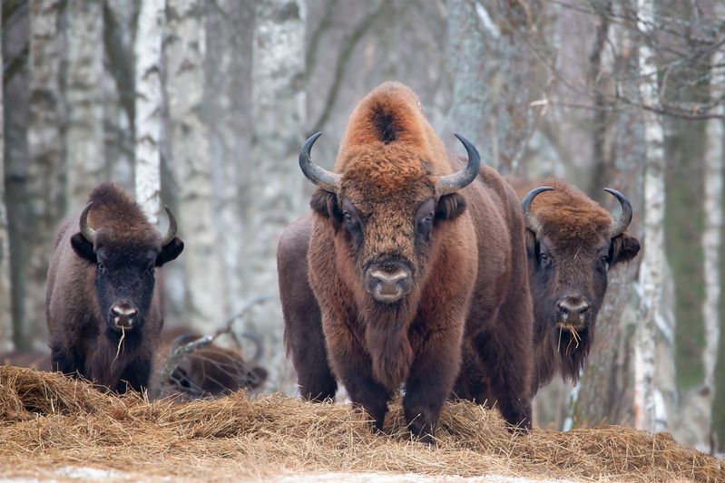 На протеиновых батончиках фото превью