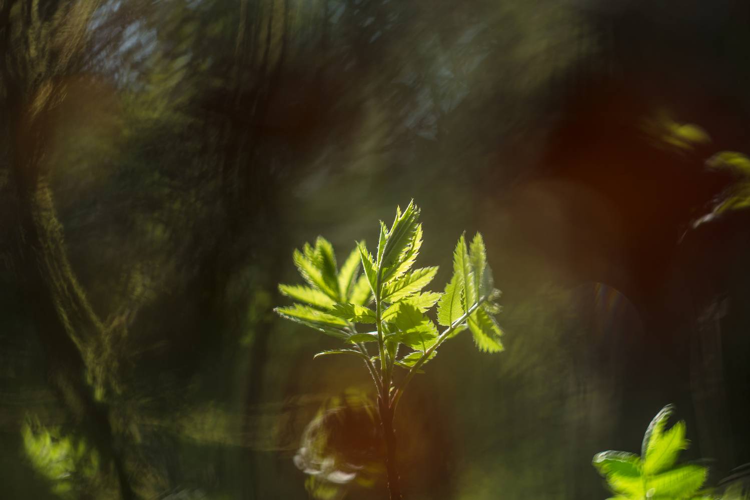 рябина, зелёный, май, весна, лес, Соварцева Ксения