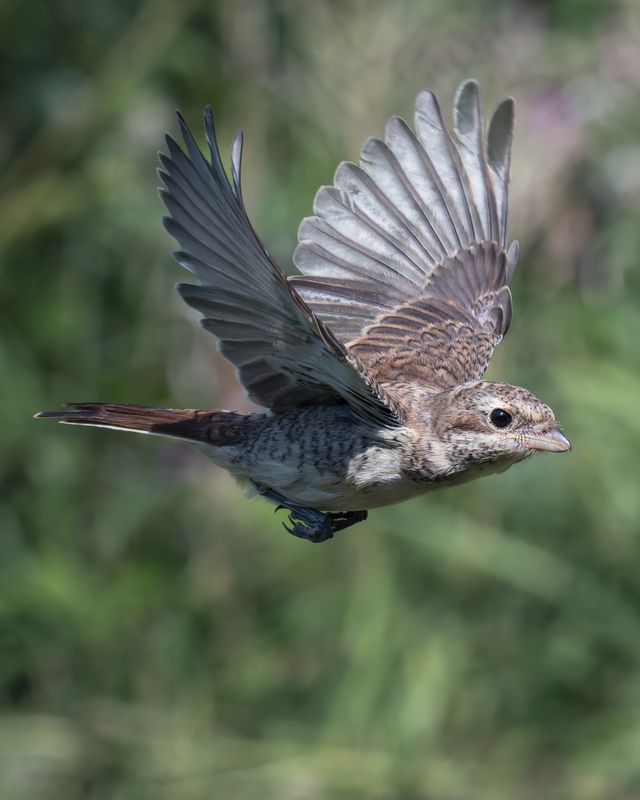 Сорокопут-жулан (Lanius collurio) фото превью