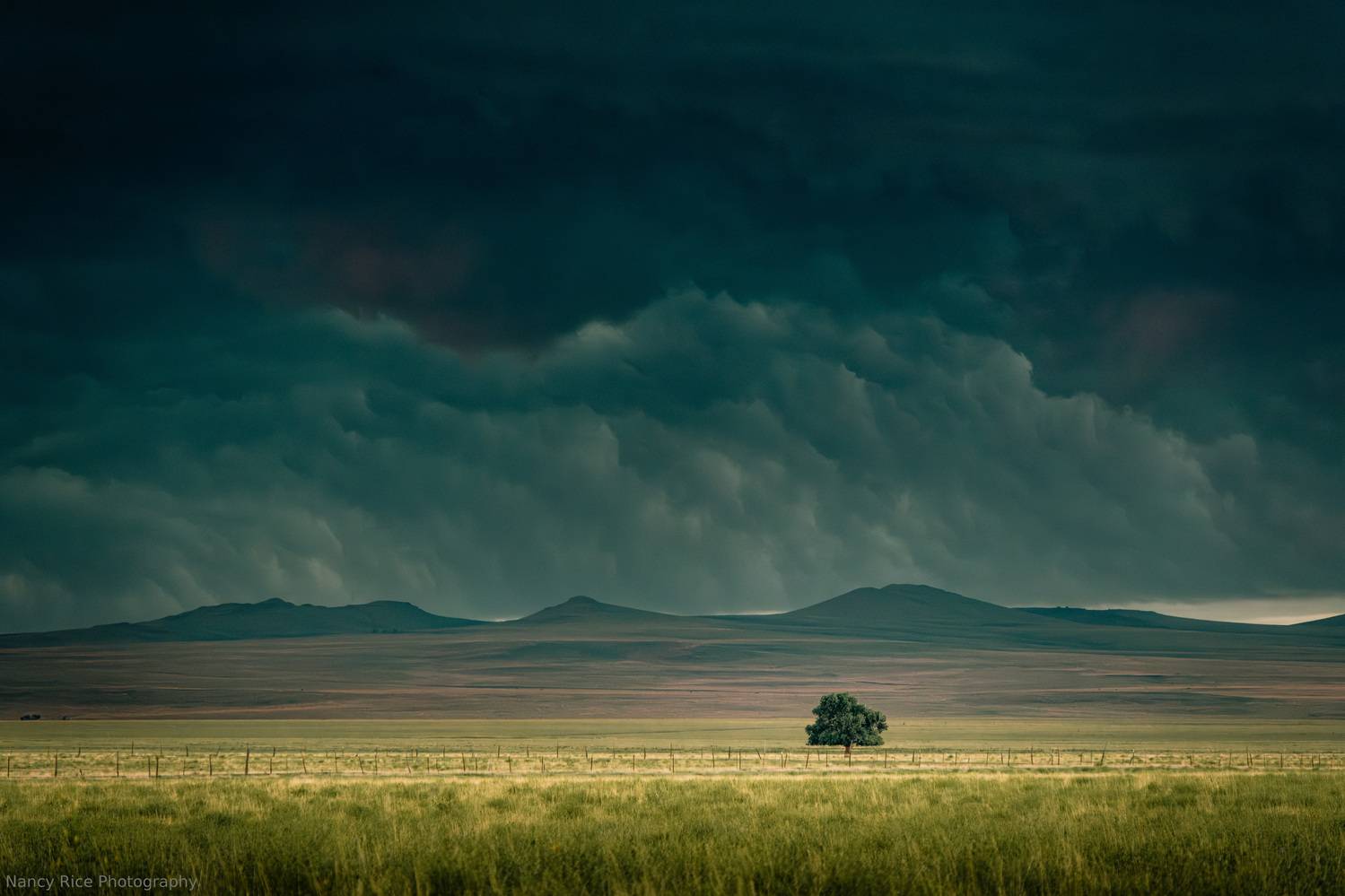 new mexico, usa, landscape, summer, nature, outdoors, clouds, cloud, sky, storm, thunderstorm, weather, tree, Nancy Rice