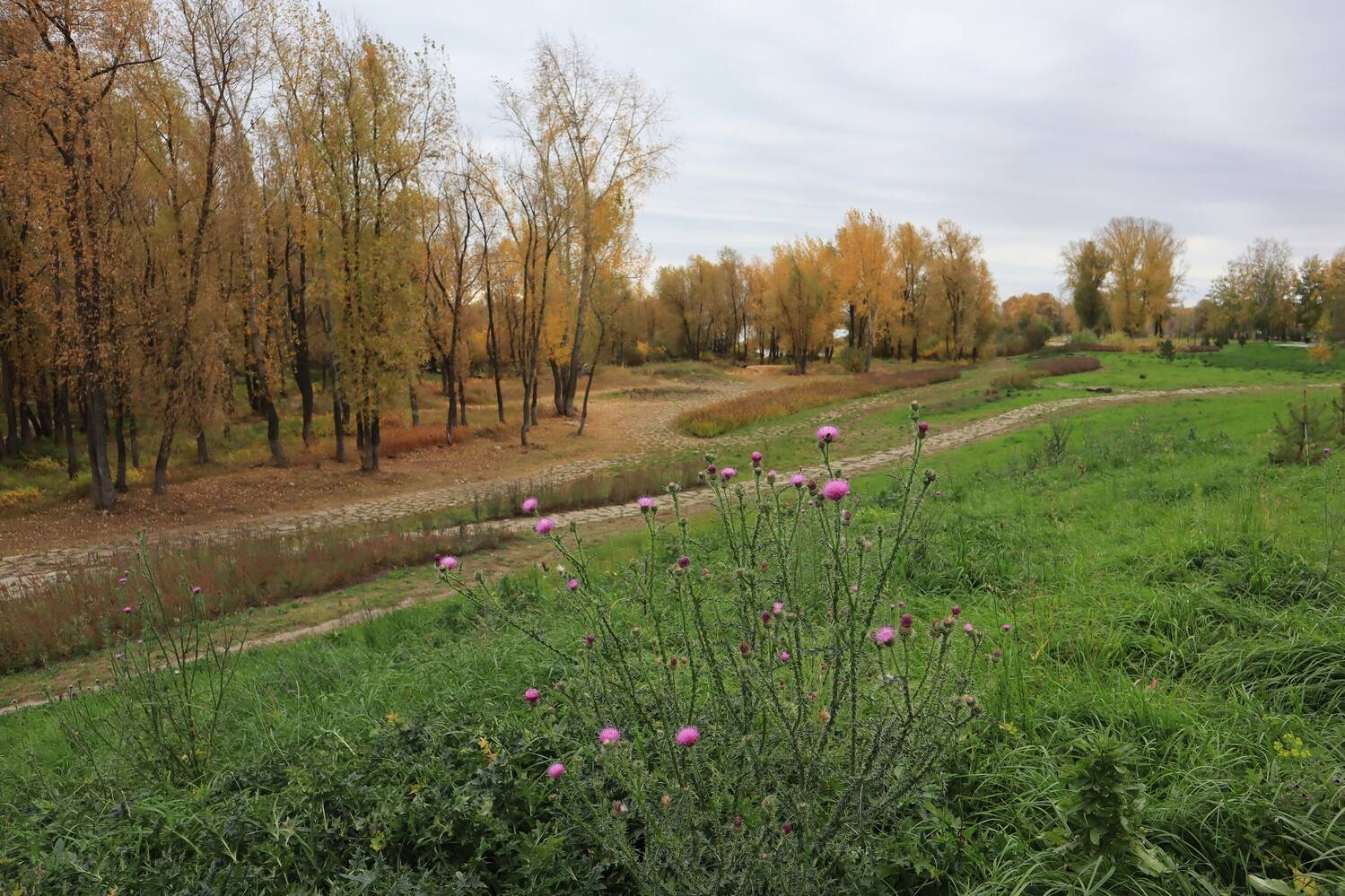 осень,природа,деревья,трава,чертопалох, Козлова Галина