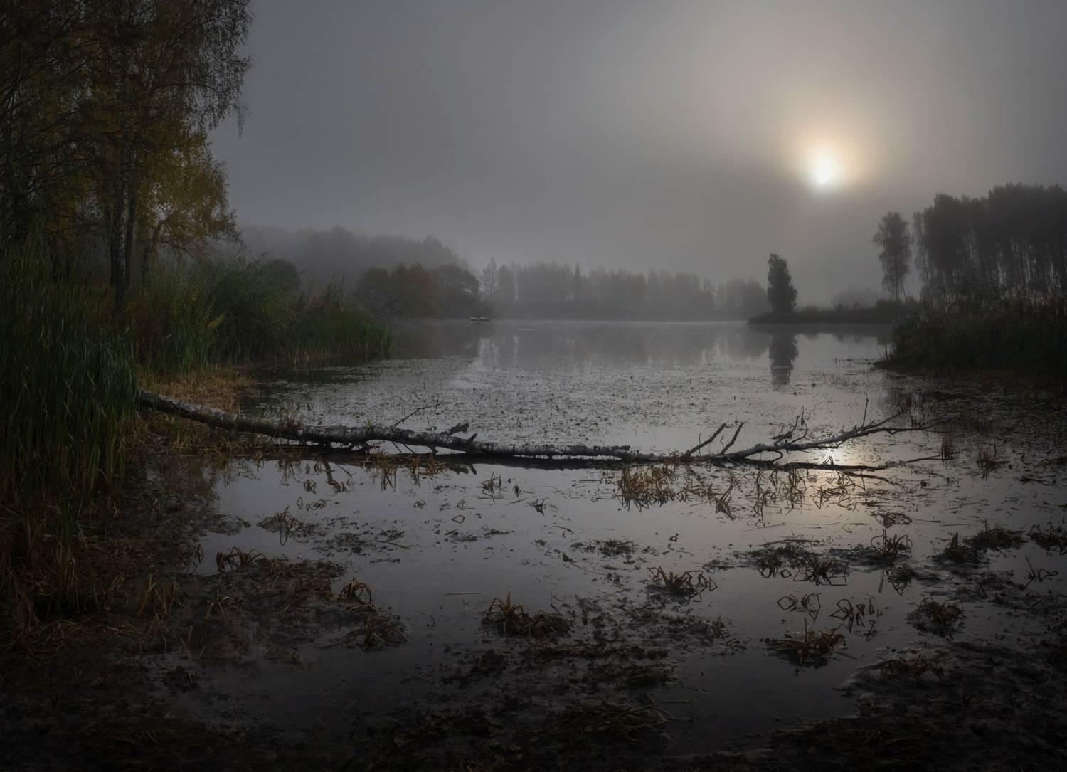 лес, свет,утро, природа, рассвет, Баранов Олег