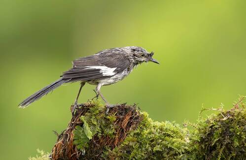 Northern Mockingbird - Многоголосый пересмешник