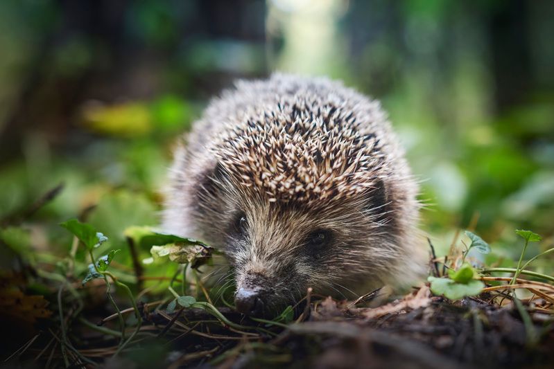 Лесной ёжик фото превью