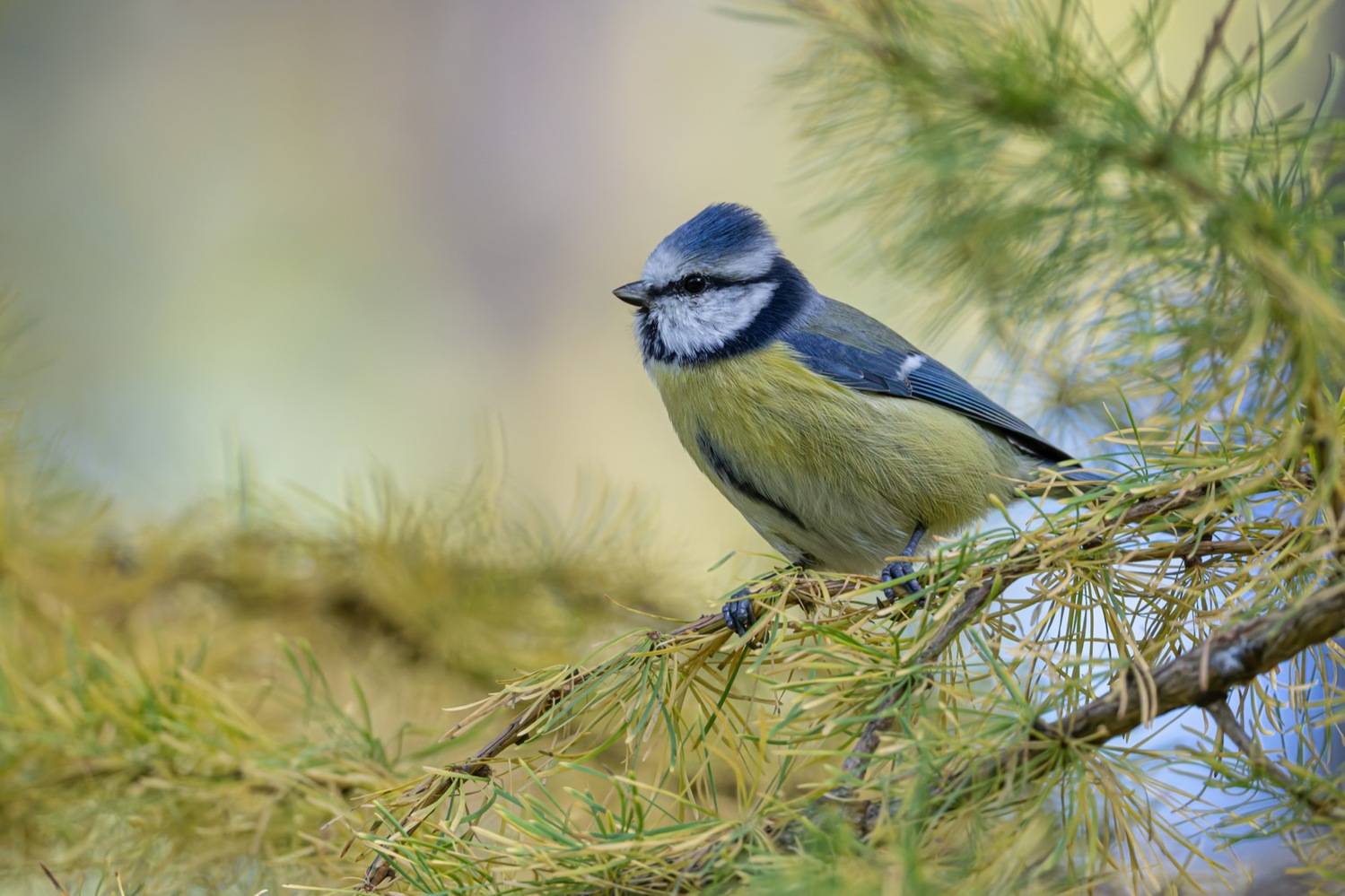 синица, лазоревка, птицы, лиственница, осень, Ruslan Pl