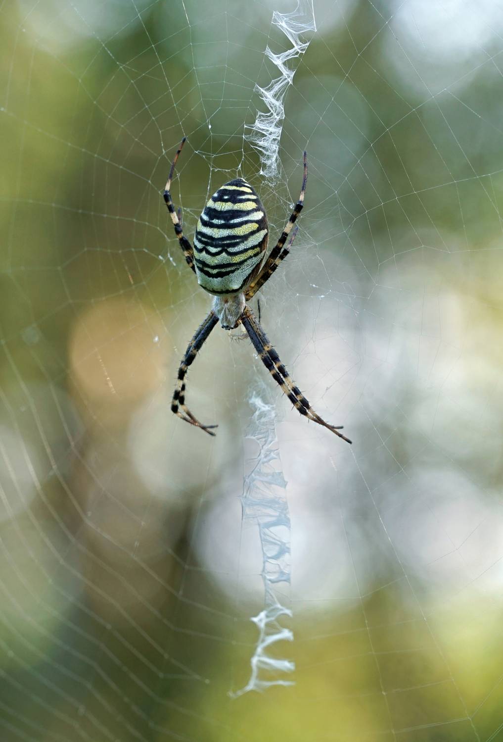 , Аленксей Чепленко