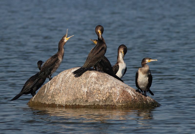 большой баклан, баклан, phalacrocorax carbo, great cormorant, cormorant, куршский залив Отдыхающие фото превью